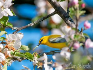 03   DQ691G--Blue-winged-Warbler.jpg